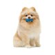 thumbnail image 2 of Juguete masticable Nylabone Moderate Chew FlexiChew Bone para perros, 2 of 9