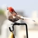 thumbnail image 5 of 2019 New-Arteificial Birds,12PC/Set Realistic Pluma Birds Artificial Foam Mini Birds on Clip Christmas Tree Decoation DIY Manualidades Garden Bird Onahombrests Home Fiestay Decoations (Multicolo), 5 of 7