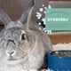 thumbnail image 4 of Comida Para Conejos Garden Select Bolsa De 3 6 Kg Con Alto Contenido De Fibra, 4 of 9