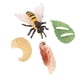 thumbnail image 4 of Ciclo De Vida De Los Juguetes De Abejas, Materiales Didácticos, Rompecabezas, Juego De Ciclo De Crecimiento Animal, 4 of 5