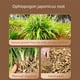 thumbnail image 3 of Hierba DIAN MAI HAO Ophiopogon 250 g grado medicinal, 3 of 8