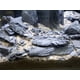thumbnail image 4 of VIVARIUM Small World Pizarra y Piedra 13‑18 cm 4,5 kg, 4 of 8