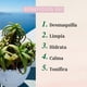 thumbnail image 4 of Estuche Naturaloe Mist Facial Agua Micelar Crema Día, 4 of 5