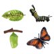thumbnail image 3 of Ni?os Educativos Ciclo De Insectos Crecimiento De Mariposas Juguetes Preescolares Juego De Roles A, 3 of 5