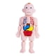 thumbnail image 2 of Modelo De Cuerpo Humano Para Niños, Partes Del Cuerpo, órganos Para Demostración En El Hogar, Preescolar, 2 of 5