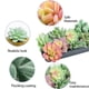 thumbnail image 3 of Miniplantas artificiales HappyHapi para suculentas artificiales, 12 unidades, 3 of 7