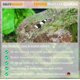 thumbnail image 3 of Mineral para camarones SALTYSHRIMP 200 g GH/KH+, 3 of 7