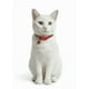 thumbnail image 3 of Collar Para Gato Gatita Anti Ahorque Con Diseño Huellitas, 3 of 3