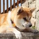 thumbnail image 3 of Dashi Boom Collar Medium, 3 of 3
