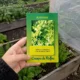thumbnail image 2 of Semillas de Achicoria Crespa de Ruffec Brisol, 2 of 5
