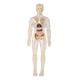 thumbnail image 5 of Aprendizaje Del Modelo De Cuerpo Humano Muestra Biología Humana Realista Para Los Grados 8+ Transparente, 5 of 5