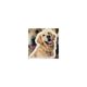 thumbnail image 1 of Aromatizante Personalizado con Fotos de Mascotas para Auto, 1 of 2