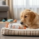 thumbnail image 2 of Colagepet Snack Para Perros 100% Natural Talla L Sabor Pollo, 2 of 3