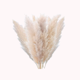 thumbnail image 2 of Ramo 10 Pampas Secas Varas Colas De Zorro Flor Seca Deco, 2 of 9