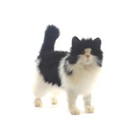 Peluche Hansa Gato Blanco Y Negro De 15 Cm