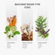 thumbnail image 2 of Aceite esencial AROMAPLAN Baccarat Rouge tipo 473ml, 2 of 5