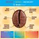 thumbnail image 3 of Café Orgánico Brain Bean en Grano Entero Tostado Medio 453g, 3 of 4