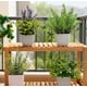 thumbnail image 4 of 6pzs Plantas Flores Artificiales Macetas Decorativas Bonsai, 4 of 10