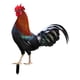 thumbnail image 1 of Figuras De Estacas De Estatua De Animales De Gallo, Estaca De Gallina Para Decoración De Patio Y Césped, 1 of 5