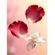 thumbnail image 2 of Parfum SCENTSPIRED Rosa Patchouli 50 ml Extracto de perfume, 2 of 6