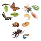 thumbnail image 4 of Juguete De Aprendizaje De Educación Infantil De Crecimiento De Insectos De Naturaleza Realista, 4 of 5