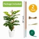 thumbnail image 2 of Barra de musgo para soporte de plantas Monstera SURPPO, paquete de 2 unidades, 70 cm, 2 of 8