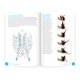 thumbnail image 5 of Libro OPTP El PSOAS: Integrando Tu Núcleo Interno, 5 of 6