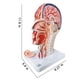 thumbnail image 4 of Cabeza anatómica modelo EVOTECH, media cabeza humana con musculatura, 4 of 8