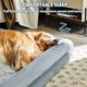 thumbnail image 2 of Cama para perros WNPETHOME Giant, lavable con funda impermeable, 170 libras, 2 of 7