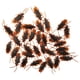 thumbnail image 2 of 100 Piezas De Cucarachas Falsas Juguetes Divertidos Pp Roach Para Halloween Navidad Vacaciones, 2 of 5