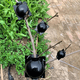 thumbnail image 3 of Grow Your Garden with Ease: 10pcs Reusable Plant Root Growing Box Cutting Grafting Rooting Box Garden Rooting Propagation Ball Breeding Equipment, 3 of 4