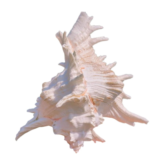 Adorno De Concha De Caracol Para Acuario, Accesorios De Decoración Para Acuarios, Para Manualidades De Bricolaje, De 9 A 11 Cm