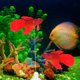 thumbnail image 2 of Adorno para acuario Besimple de pez Betta de silicona 8 cm, 2 of 6