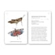 thumbnail image 4 of Fíjate: Insectos de Editorial MTM, 4 of 7