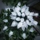 thumbnail image 1 of Cadena de luces navideñas AWQ, 100 LED, 24,7 m, C9, temporizador de 8 modos, 1 of 7