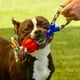 thumbnail image 3 of Juguete Pelota Dental Con Cuerda de Agarre Para Perros, 3 of 3