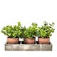 thumbnail image 1 of Plantas Bandeja 28 cm, 1 of 1
