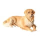 thumbnail image 3 of Escultura De Perro Realista, Regalos Coleccionables, Decoración Artística, Figura De Animal, Golden Retriever, 3 of 3