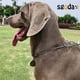 thumbnail image 4 of Collar. Collar de ahorque de acero inoxidable premium. Cadena metálica resistente, duradera, resistente a la intemperie y al deslustre. Collar de adiestramiento antitirones para perros., 4 of 7