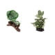 thumbnail image 1 of 2 Unids/set Planta De Hierba De Agua Artificial Para Reptil O Tanque De Acuario Verde, 1 of 4