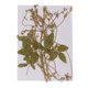 thumbnail image 4 of Paquete De 12 Zarcillos De Guisantes De Flores Secas Prensadas Reales Para Decoración De Bricolaje, Manualidades, 4 of 5