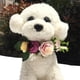 thumbnail image 4 of Diadema de flores para perro, corona de flores para mascotas, tocado de flores, hojas naturales, corona para perros y gatos, decoración de boda, 4 of 5