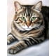 thumbnail image 1 of Kits de pintura de diamantes 5D de gato, kits de pintura de animales con diamantes de imitación, taladro redondo completo, bordado de cristales de imitación, para decoración de pared del hogar y la of, 1 of 7