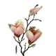thumbnail image 2 of Magnolia Rosada 50cm, 2 of 3