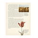 thumbnail image 3 of 50 Plantas Que Han Cambiado El Curso De La Historia, 3 of 6