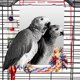 thumbnail image 1 of Espejo para aves Colorday 23 cm con percha de cuerda – grande, 1 of 4