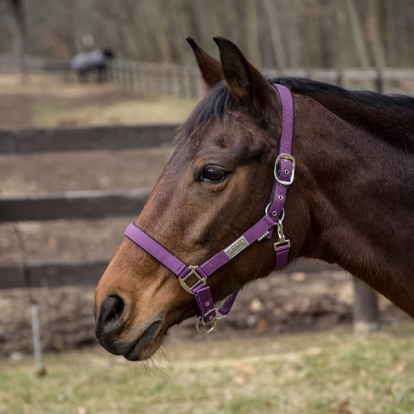 Cabezada Lettia EquiFine Cob Berenjena