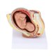 thumbnail image 1 of Modelos De Feto Del Noveno Mes Modelo De Desarrollo Fetal Humano Suministros De Laboratorio, 1 of 5