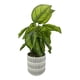 thumbnail image 2 of Plata dracena artificial, 2 of 4