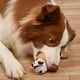 thumbnail image 3 of Pet Cow Plush Toy, Pet Anxiety Relief And Calming Aid Toy For Cats And Dogs, 3 of 4